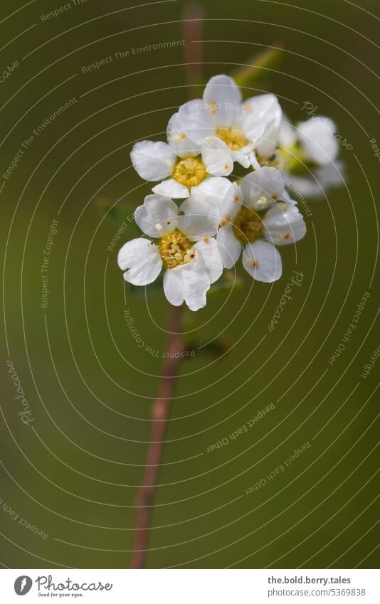 Weiße Blüten des Spierstrauches Frühling weiß grün Natur Pflanze Ast Strauch