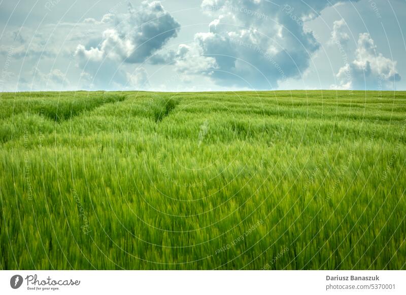 Grünes Gerstenfeld bis zum Horizont und Wolken am Himmel Feld grün Cloud ländlich Ackerbau Frühling Landschaft Sommer Natur blau Bauernhof Wiese Gras Weizen