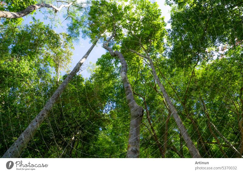 Blick von unten auf Baumstamm zu grünen Blättern des Baumes in tropischen Wald mit Sonnenlicht. Frische Umgebung im Park. Waldbaum an einem sonnigen Tag. Bäume pflanzen für den Verkauf von Kohlenstoffkrediten. Natürliche Kohlenstoffabscheidung.