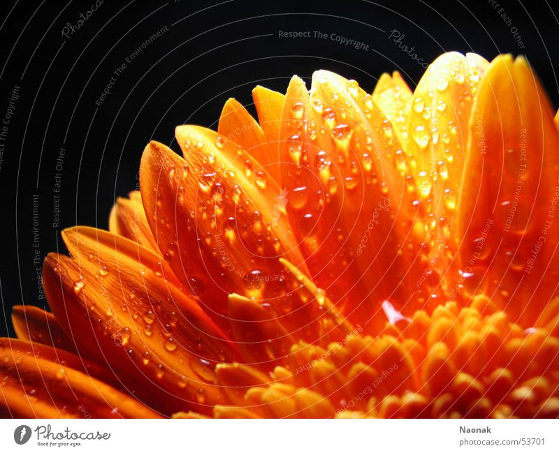 Dana Ellen Gerbera Blüte Blatt spritzen Licht schwarz Wasser Detailaufnahme Makroaufnahme orange Spitze gold