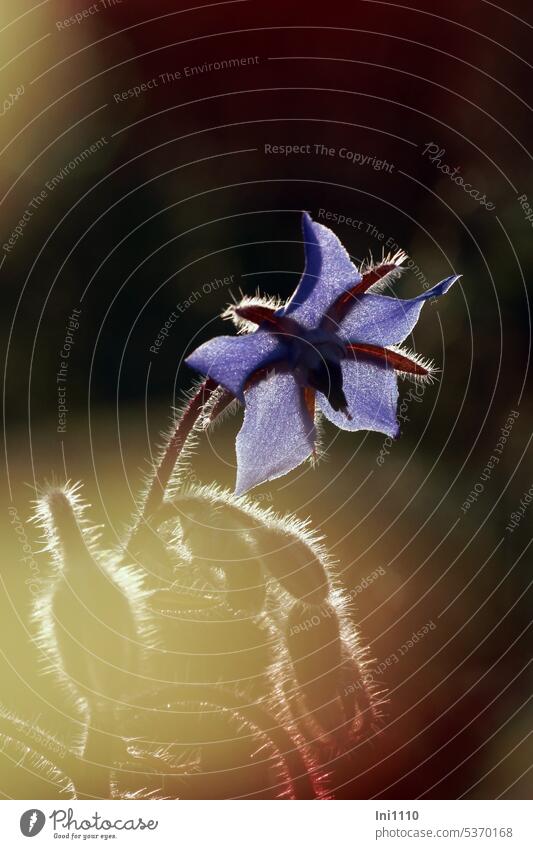 Borretschblüte Pflanze Wildpflanze Wildkraut Gewürzkraut Bienenweide Blüte blau Knospen Stängel haarig Im Gegenlicht Licht Schatten Nahaufnahme Makroaufnahme