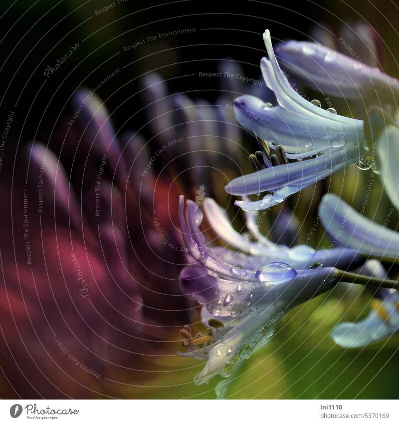 Blüte der Schmucklilie mit Regentropfen Pflanze Blume Liebesblume Agapanthus Blüten Staubgefäße Regentropen Nahaufnahme Farbenspiel Farbspielerei Makro