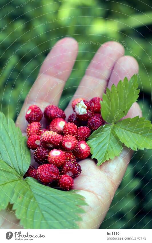 Wald-Erdbeeren gesammelt Fragaria vesca Flohbeeren Früchte Beeren Sammelnussfrucht in der Hand halten Blätter aromatisch süß wohlschmeckend lecker Wildpflanze