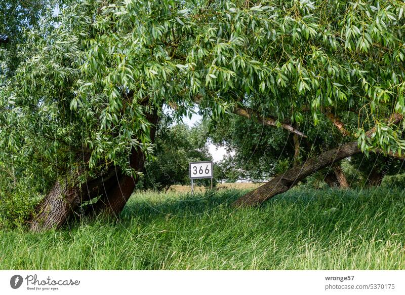 Natur am Elbkilometer 366 Elbe Kilometer Kilometerangabe Entfernungsmarkierung Schilder & Markierungen Farbfoto Außenaufnahme Tag Menschenleer Bäume grün Sommer