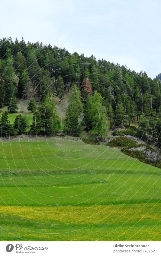 Bergwiese Wiese Alm Gras Wald Frühjahr Berge Gebirge Bäume Tannen Berge u. Gebirge grün Alpen Natur Landschaft Außenaufnahme Menschenleer Umwelt Nauders Tirol