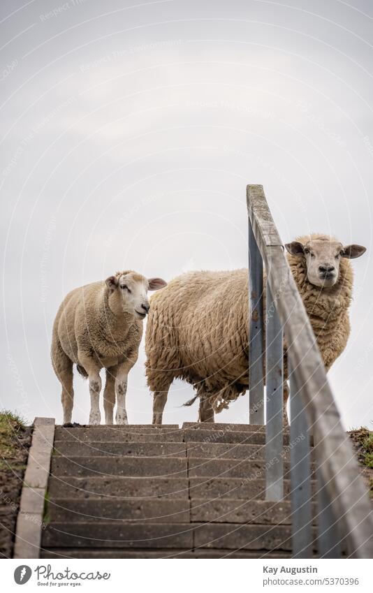 Schafe an einer Treppe Lamm Lämmchen Hausschaf Fell Schafswolle Draussen Natur Deich Deichpflege Nahaufnahme Teleaufnahme Sauglamm Wildlife Tierreich Tiere