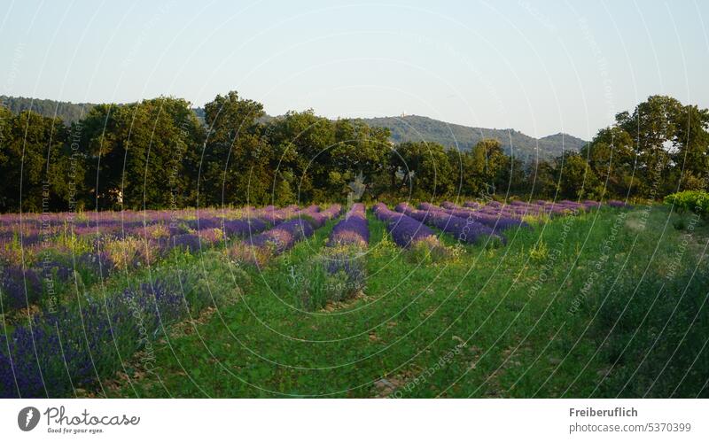 Feld mit Lavendel Landschaft Himmel Natur Lila Provence grün Halbstrauch Bäume Hügel betörend Duft
