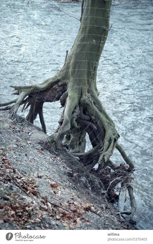 Wenn Bäume das Wasser suchen - Baum hält sich nur noch mit den Wurzeln am Flussufer fest Baumwurzeln Ufer entwurzelt wurzelgeflecht Naturwuchs urwüchsig