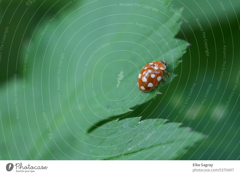 Vierzehntropfiger Marienkäfer #käfer Insekt Makroaufnahme Tier Natur Nahaufnahme rot Glück Farbfoto Außenaufnahme Glücksbringer Pflanze