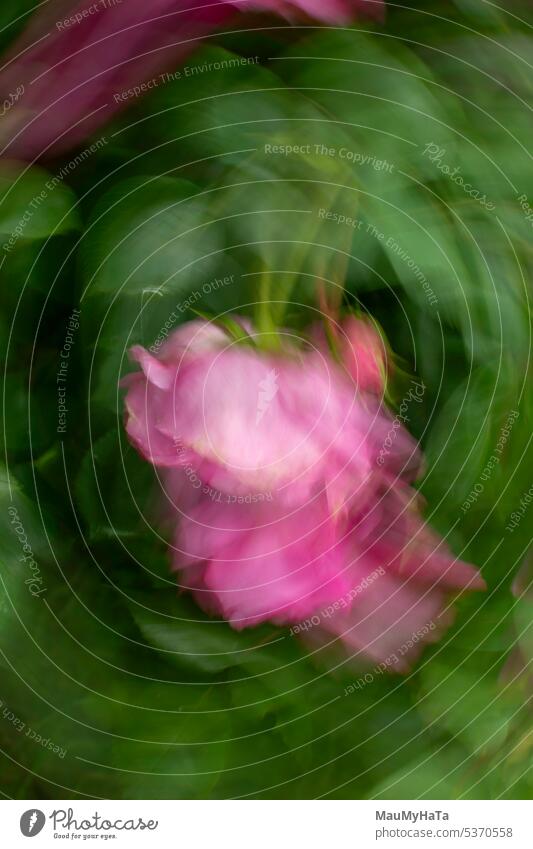 bewusste Kamerabewegung Roséwein Natur Blume Blüte Rosenblüte Sommer Romantik Pflanze Garten Rosenblätter Farbfoto Außenaufnahme Nahaufnahme Rosengewächse icm