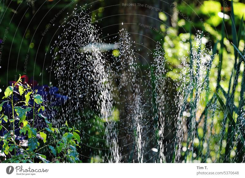 Bewässern der Pflanzen Wasser Sommer gießen Bewässerung Garten grün Gartenarbeit Natur Außenaufnahme Farbfoto Umwelt Tag Tropfen wasserverbrauch Klima