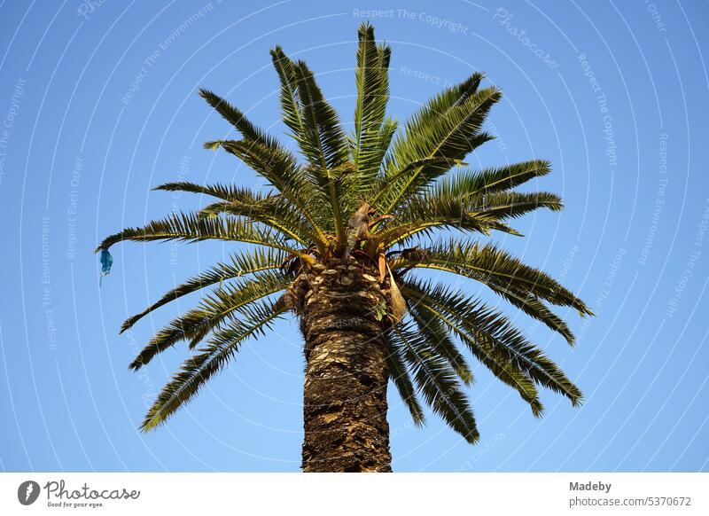 Exotische große Palme vor blauem Himmel im Sommer bei Sonnenschein am Konak Platz in Izmir am Ägäischen Meer in der Türkei palme konak izmir palmwedel türkei