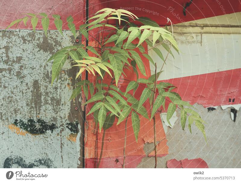 Rückeroberung Blätter Halme Pflanzen grün Hauswand Bungalow alt schäbig Farbe.rot Altanstrich heruntergekommen Außenaufnahme Farbfoto Menschenleer
