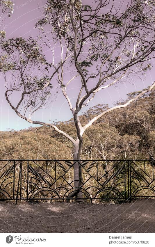 Eukalyptus hinter Art-Déco-Zaun Eukalyptusbaum Baum Wald Natur Außenaufnahme Reling Art deco Blue mountains leura Pflanze Landschaft Australien New South Wales