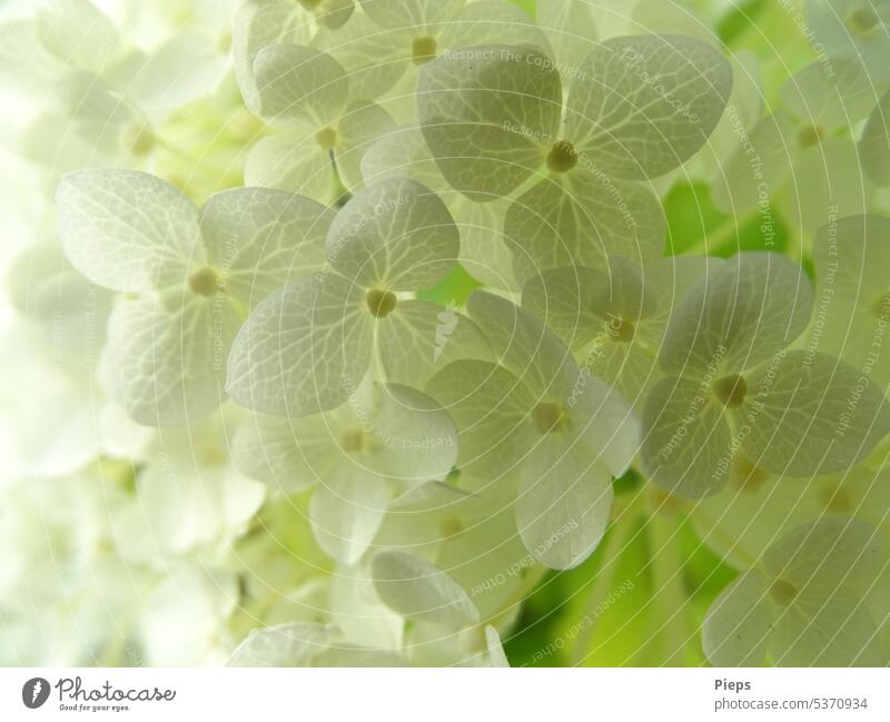 Blüten einer weißen Ballhortensie Hortensienblüte Garten Unschuld Reinheit winzig floral Textur elegant strauch Leichtigkeit filigran Blumenhintergrund