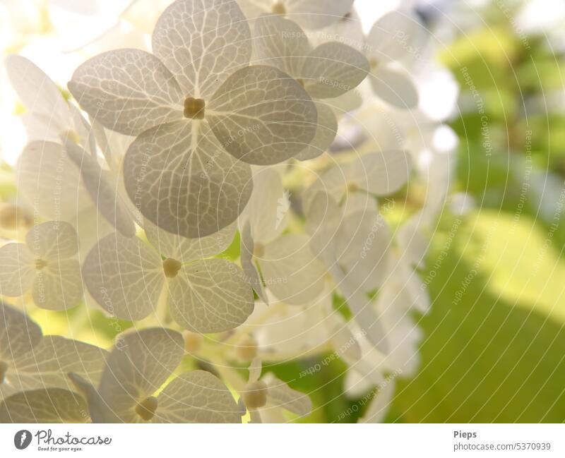 Weiße Blüten einer Ballhortensie BLUETEN Garten weiß festlich romantisch Blickfang Hochzeit Dekoration Postkartenmotiv Blumenhintergrund filigran Leichtigkeit