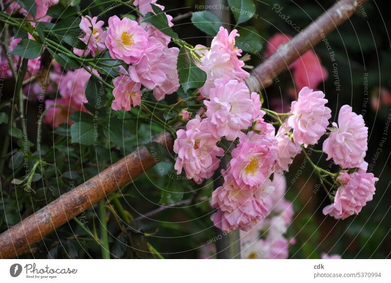 Rosenzeit | rosaroter Rosenstrauch  im Sommergarten. Rosenblätter Rosenblüten Rosenblütenblätter blühen blührnd Blüte Blume Natur Duft Pflanze natürlich Garten