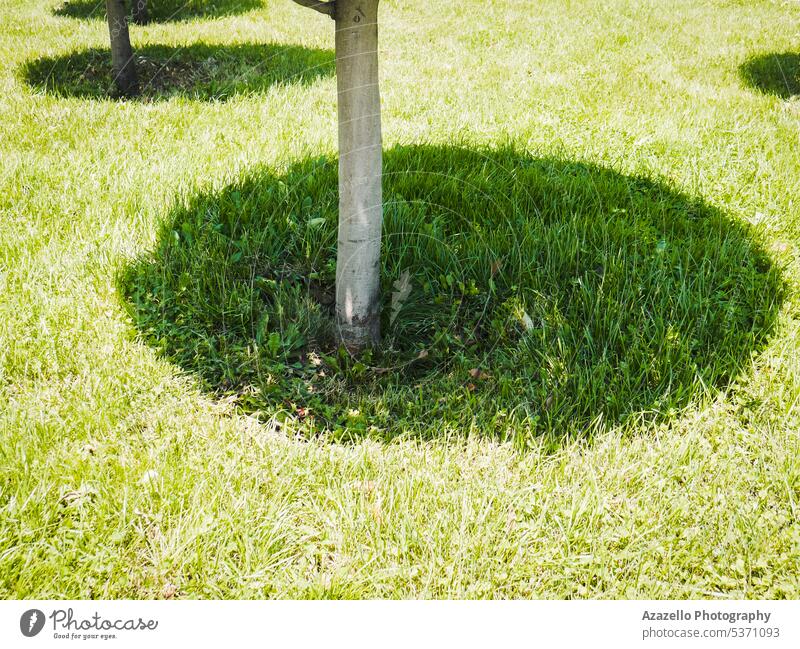 Nahaufnahme der drei runden Schatten auf dem Rasen. Ackerbau Kunst Hintergrund schön Schönheit hell Ruhe Farbe Landschaft kreativ dunkel Tageslicht dekorativ