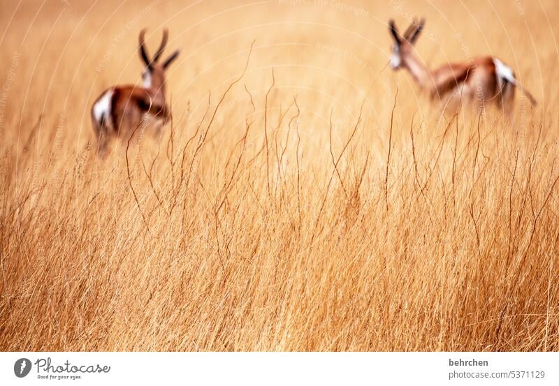zwei von hinten Antilopen etosha national park Springbock Etosha Etoscha-Pfanne Wildtier fantastisch außergewöhnlich Tierporträt frei wild Wildnis Namibia