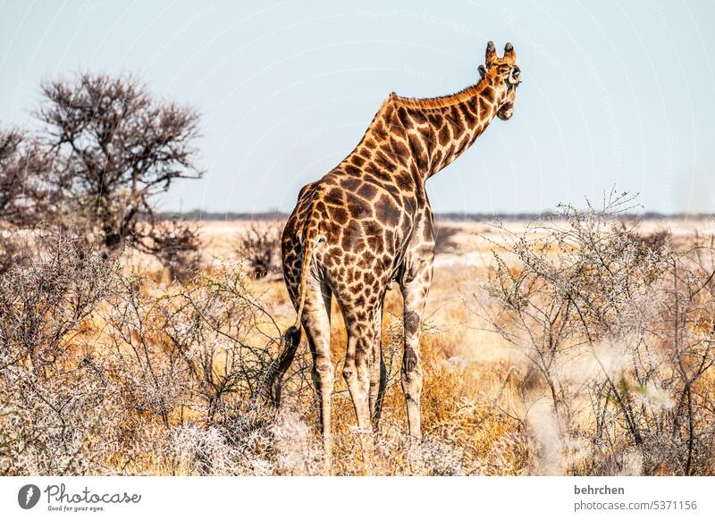 ich geh dann mal frei reisen Tier Tierporträt Wildnis fantastisch Wildtier Tierliebe Tierschutz Giraffe außergewöhnlich Safari Umwelt beeindruckend besonders