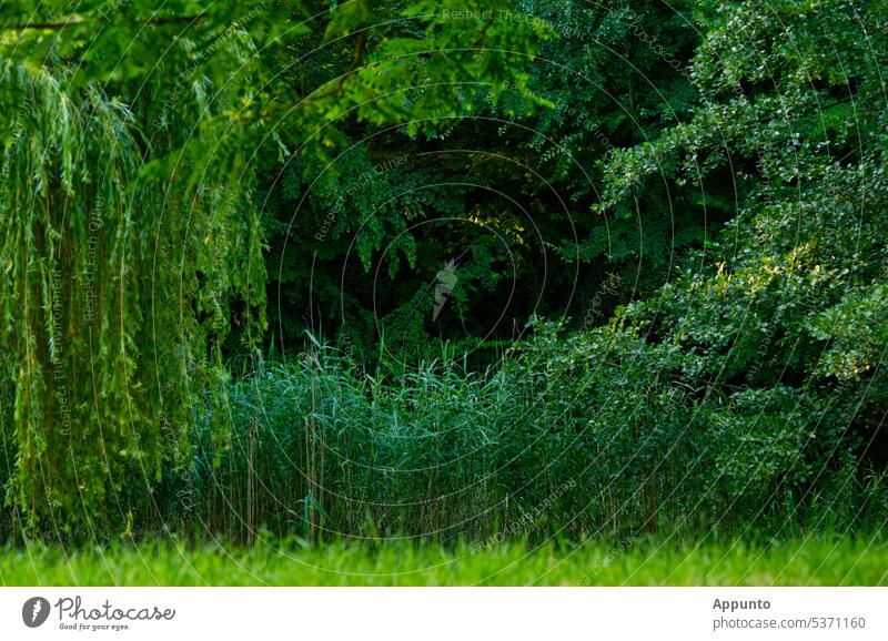 Ab durch die Mitte hinein ins Grüne grün Das Grün inmitten Natur Freizeit Entspannung Grüntöne Grüngürtel Park Gras Schilf Bäume dunkel Textfreiraum