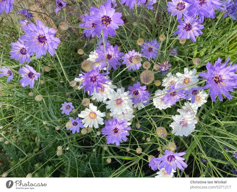 Rasselblumen in weiß und violett Blüten Blaue Rasselblume lila Blumen Staude Korbblütler hitzetolerante Pflanze Pollenspender Catananche caerulea Nektarspender