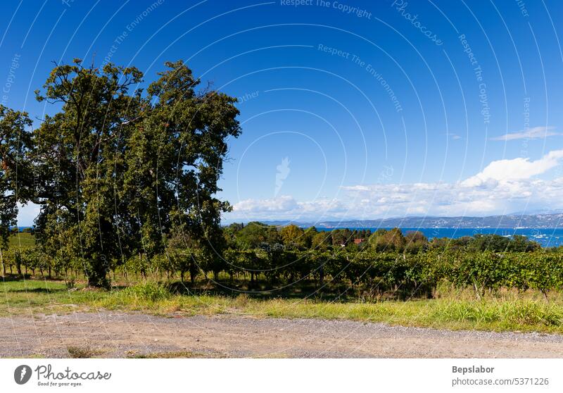 Straße neben dem Weinberg in Istrien, Slowenien ländlich Natur Ausflugsziel grün Hügel Panorama Asphalt Weingut malerisch Land Punta Grossa ankaran Saison Feld