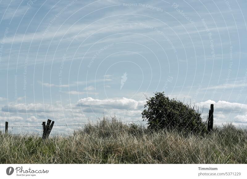 Ruhiger Tag auf Holmsland Klit Gras Gebüsch Windflüchter Pfosten Holz Weidezaun Himmel blau Wolken ruhig Dänemark Menschenleer Farbfoto Natur Schönes Wetter