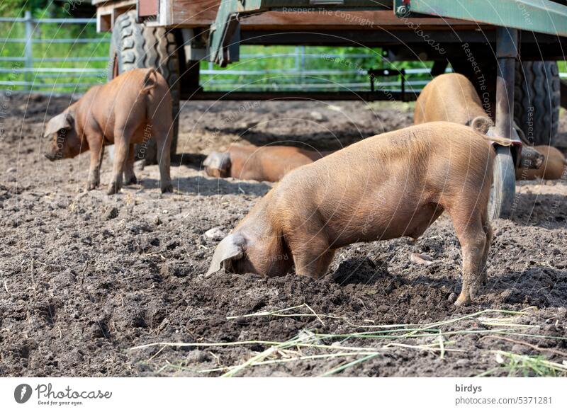 freilaufende Ferkel in einem Biobetrieb ferkel Schweine Freilandhaltung artgerecht wühlen Schlamm Erde Tierwohl Biologische Landwirtschaft Nutztier