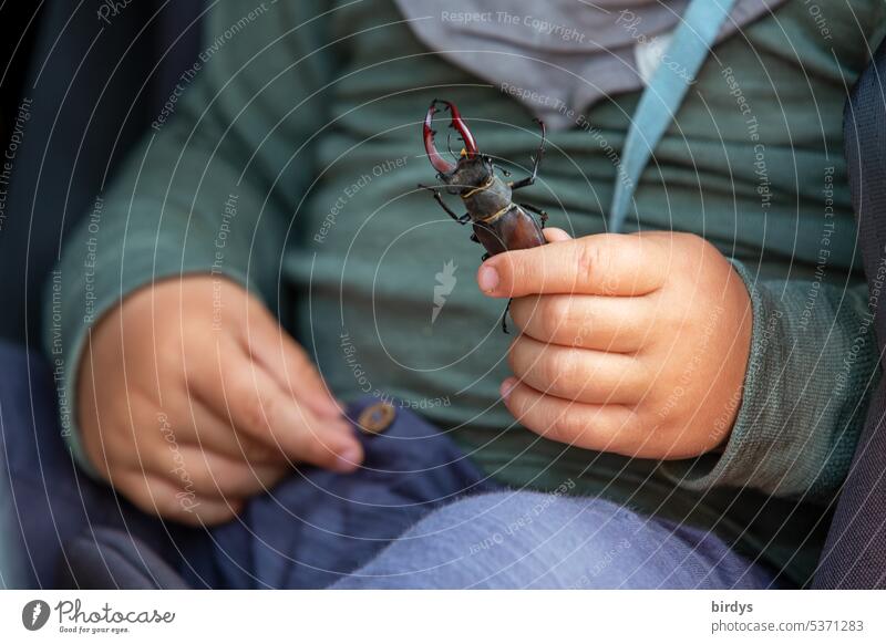 Kleinkind hält einen Hirschkäfer im Händchen Kindheit kinderhände Fundstücke Faszination festhalten Kinderhände entdecken bestaunen Käfer neugierde Angstfrei