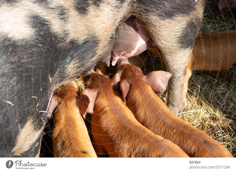 Säugende Muttersau mit Ferkeln in einem Biobetrieb Schweine säugen Schweinezucht Landwirtschaft Schweinebetrieb Ferkelaufzucht artgerecht