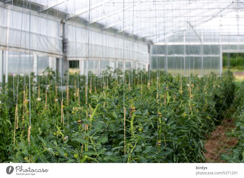 Tomatenpflanzen in einem Gewächshaus, Biobetrieb Wachstum Gärtnerei Biologische Landwirtschaft Bioprodukte Gemüse Ernährung organisch Nachhaltigkeit biologisch
