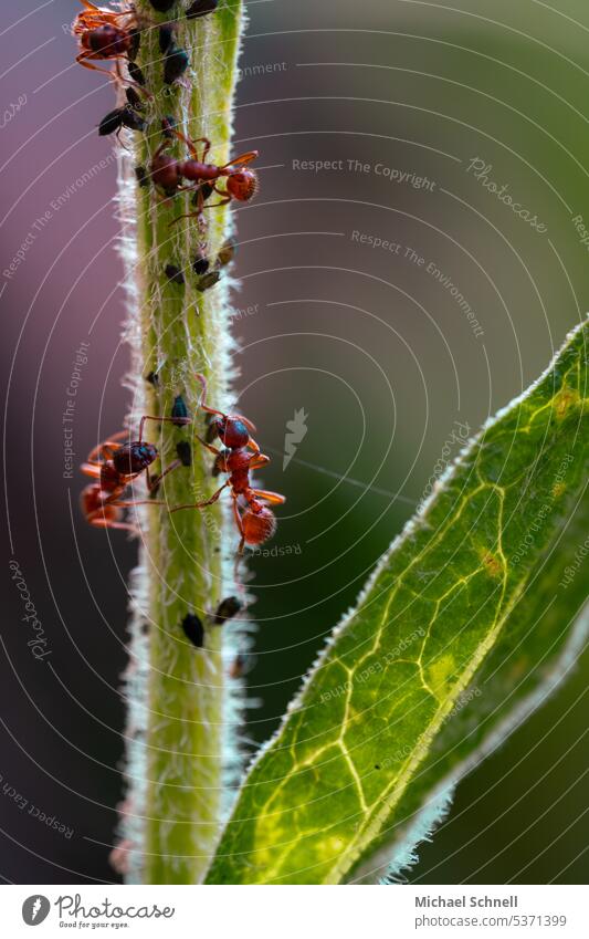 Ameisen und Läuse zusammen sein Natur Nahaufnahme Zusammensein Fressen gemeinsam
