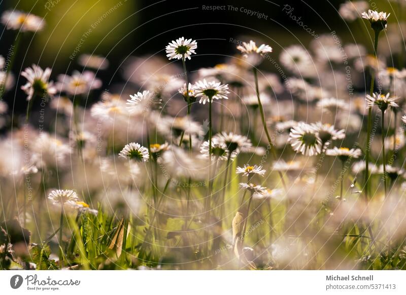 Gänseblümchen-Vielfalt Tausendschön Blume Wiese Frühling Natur Sommer Gras Pflanze Blüte