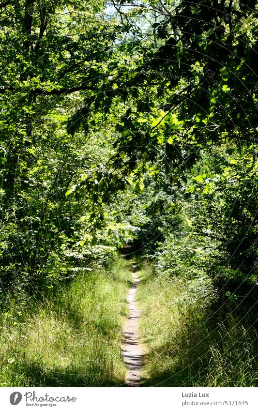 Mitten im Wald ein schmaler Weg, ins Grüne... grün Laub Blätter Gras Sommer Wege & Pfade Schatten Licht sonnig Sonnenschein Natur Landschaft Sonnenlicht