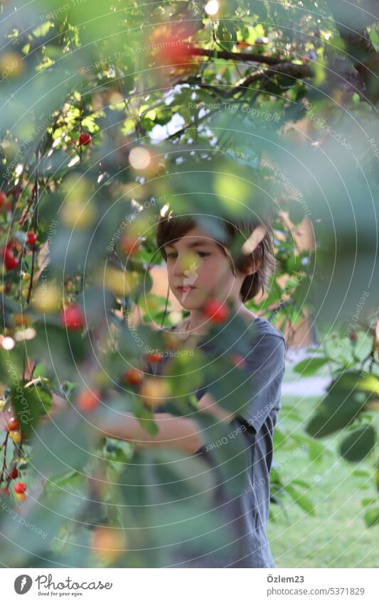 Kind unter dem Kirschbaum Teil III Kirschen Natur Bioprodukte organisch Frucht fruchtig Obstgarten Obstbaum Garten Kindheit Erinnerung Momentaufnahme