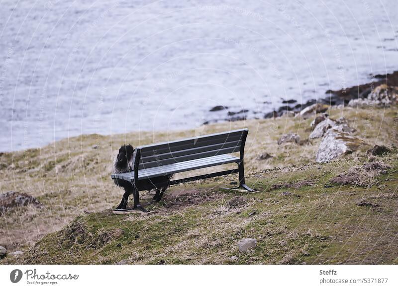 ein Schaf und eine Sitzbank auf der Färöer Insel Streymoy Schafsinseln Färöerschaf Färöer-Schaf Aussicht Färöerinseln Färöer-Inseln Sitzplatz Sitzgelegenheit
