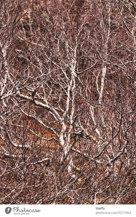 kleine buschige Zwergbirken auf Island Moorbirke Birken Bäume Busch verzweigt Aufforstung Buschgröße Wachstum isländisch Vegetation Islandreise ungewöhnlich