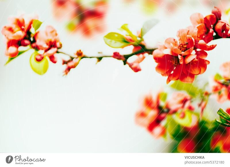 Schöne rote blühende auf einem Busch Zweige auf floralen Bokeh Hintergrund. Draußen schön Überstrahlung Buchse geblümt im Freien Flora Ast Blütezeit Sommer