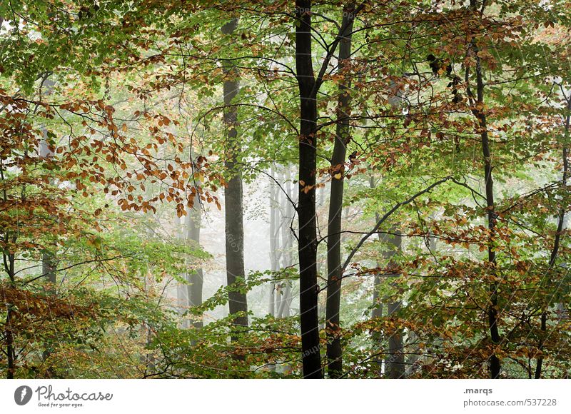 Frischluft Ausflug Umwelt Natur Landschaft Sommer Herbst Nebel Wald Laubwald Blatt frisch schön Leben Gesundheit Farbfoto Außenaufnahme Menschenleer