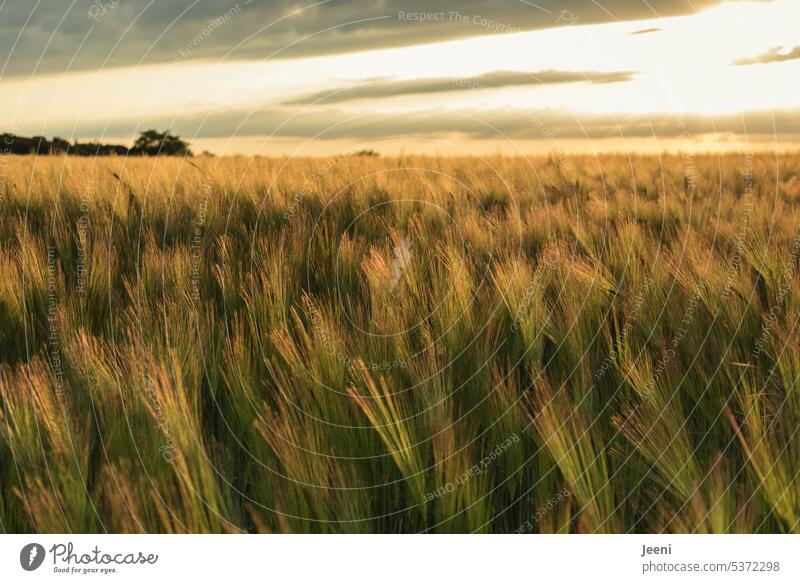 Halbreife Gerste glänzend im Sonnenschein Gerstenfeld Pflanze grün natürlich gold Brot Hunger Brot für die Welt Getreide Feld Ähren Korn Sommer Landwirtschaft