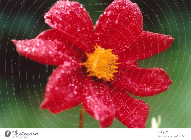 Red Blume rot Tau Makroaufnahme Natur planzen