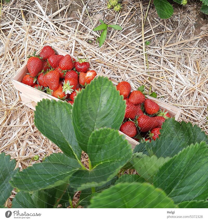 Erdbeerernte  auf einem Erdbeerfeld, Spankorb voll mit leckeren Erdbeeren Frucht gesund Erdbeerblatt Stroh frisch Sommer Ernte Lebensmittel fruchtig Feld süß