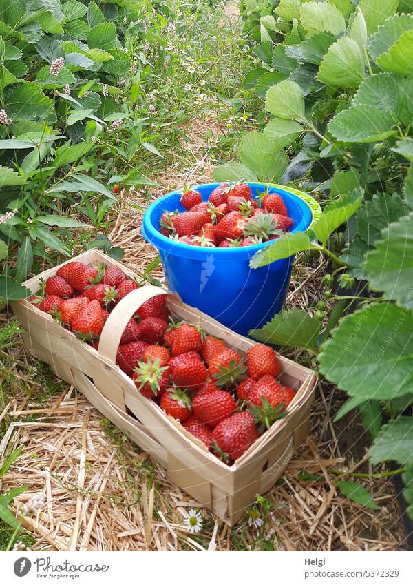 Erdbeerernte im Erdbeerfeld, Spankorb und Eimer voll mit frisch gepflückten Erdbeeren Erdbeerpflanze Frucht Korb Pflanze Blatt Stroh Feld Ernte Sommer pflücken