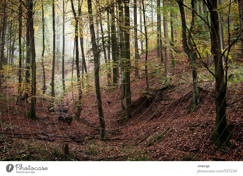 Verwildert Freizeit & Hobby Tourismus Ausflug Abenteuer wandern Umwelt Natur Landschaft Herbst Nebel Wald Laubwald Blatt einfach schön Stimmung Leben