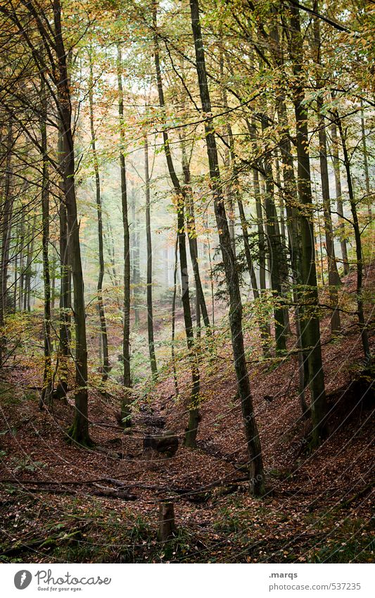 Wildwuchs Freizeit & Hobby Tourismus Ausflug Abenteuer Umwelt Natur Landschaft Herbst Nebel Wald Laubwald Blatt einfach hoch schön Stimmung Leben