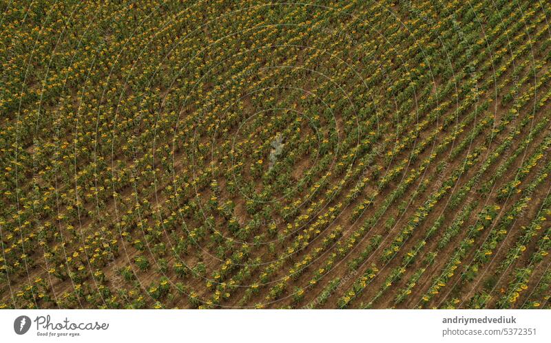 Feld mit Sonnenblumen. Luftaufnahme eines blühenden Ölsaatenfeldes. Ansicht von oben. Blüte Bauernhof Ackerbau Antenne Blume Hintergrund geblümt Muster Sommer