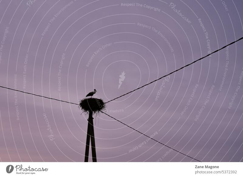 Storch in einem Nest auf einem Versorgungsmast Weißstorch Himmel Tier Wildtier Vogel Außenaufnahme Natur Menschenleer Sonnenuntergang Elektrizität Strommast