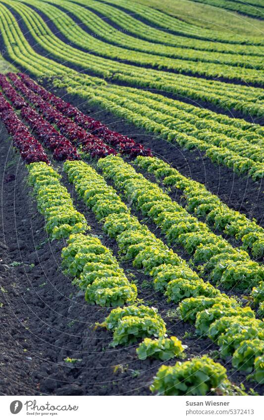 Lange geschwungene Reihen von mehrheitlich grünen Eichblatt Salaten unterbrochen von einem kurzen Stück roten Eichblatt Salaten Salatreihen Feld Landwirtschaft