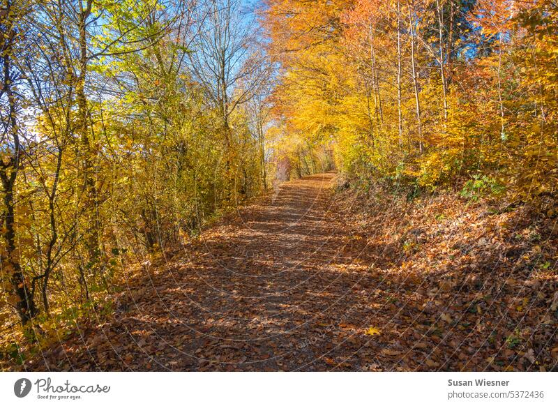 Strahlender Herbst - Spaziergang am Waldrand. Laubfärbung der Buchen ist gelb bis orange. Auf dem Boden liegen viele Blätter. Der Himmel schimmert blau durch die Bäume.